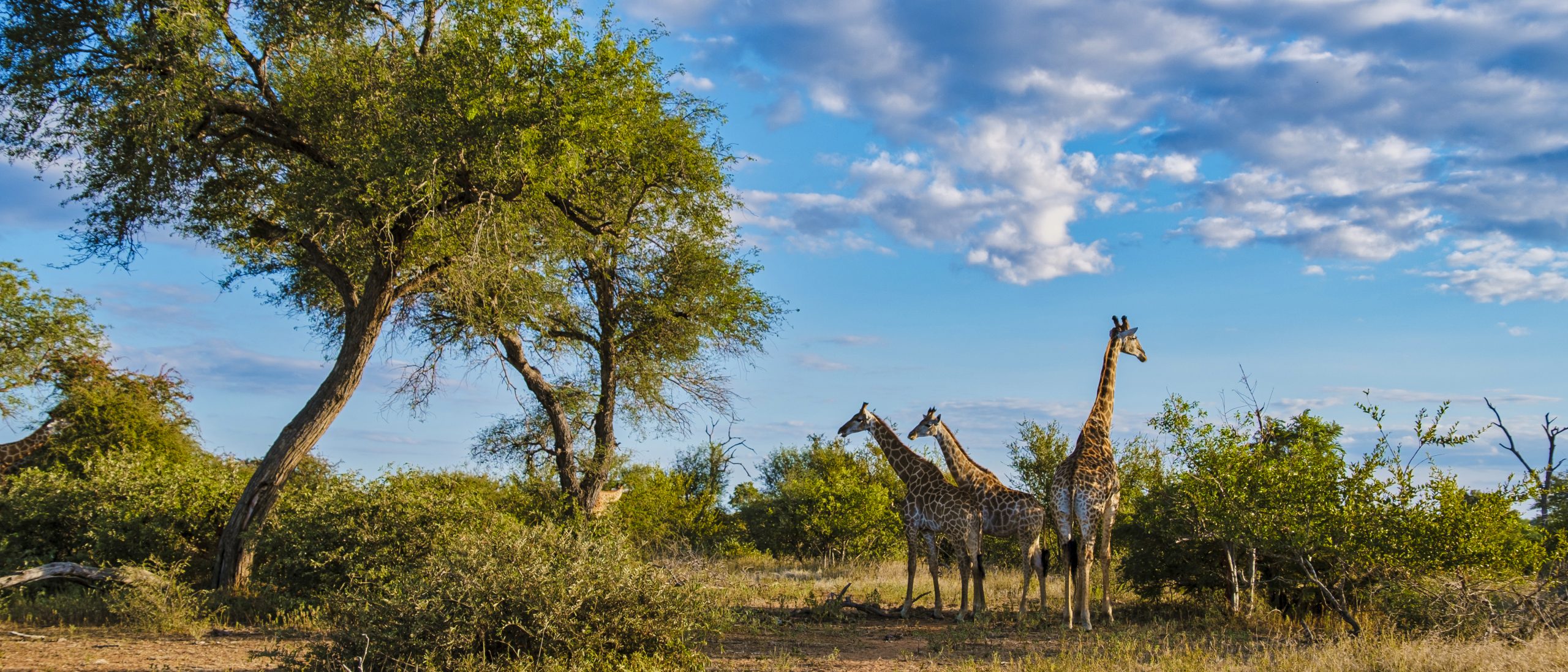 Itinéraires du Train Bleu (Blue Train) en Afrique du Sud