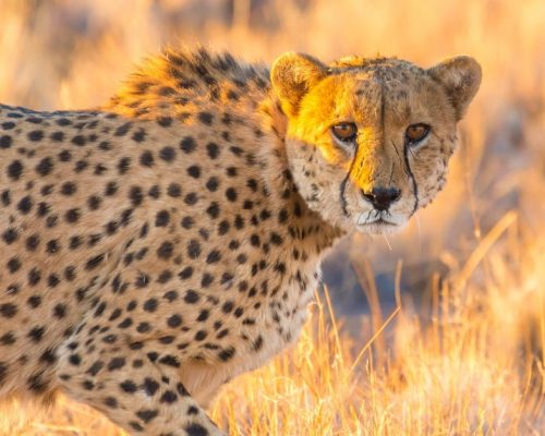 Cheetah in the Etosha National Park, Namibia's greatest wildlife reserve